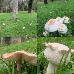 Chlorophyllum nothorhacodes