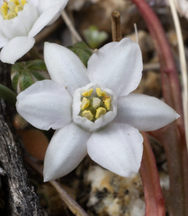 Muilla coronata