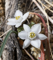 Muilla coronata