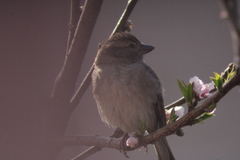 Passer domesticus