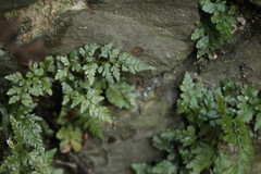 Asplenium adiantum-nigrum adiantum-nigrum