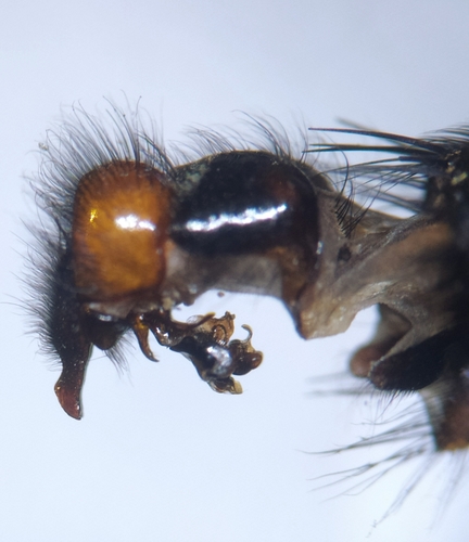 Flesh fly