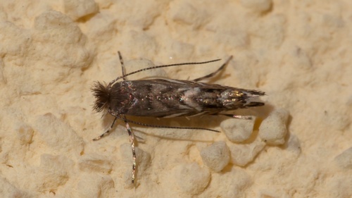 Black Locust Leafminer
