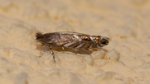 Black Locust Leafminer photo 3