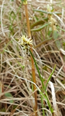 Carex chordorrhiza