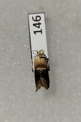 Acrobasis demotella