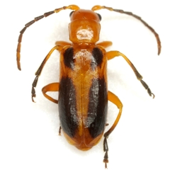 Phyllobrotica sororia
