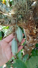Clowesia