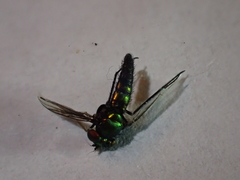 Condylostylus longicornis
