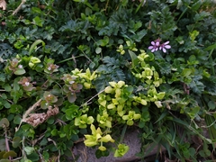 Peronospora alsinearum