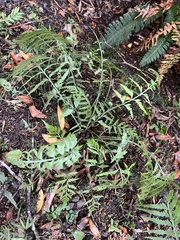 Asplenium bulbiferum x a flaccidum