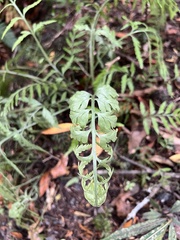 Asplenium bulbiferum x a flaccidum
