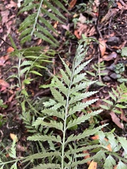 Asplenium bulbiferum x a flaccidum