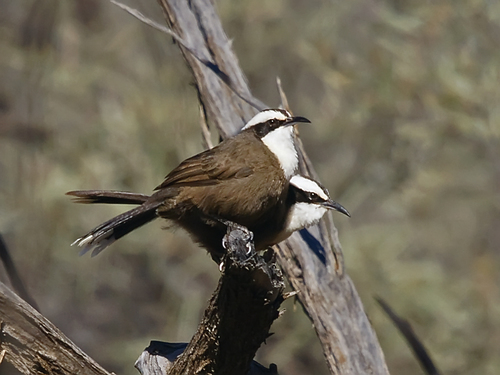 Hall's Babbler (Pomatostomus halli) · iNaturalist