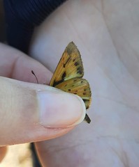 Hylephila phyleus phyleus