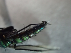 Condylostylus longicornis