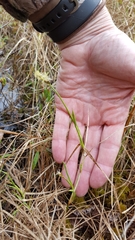 Carex chordorrhiza