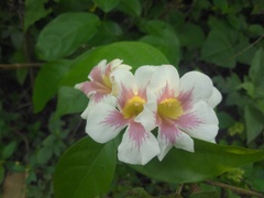 Bignonia potosina