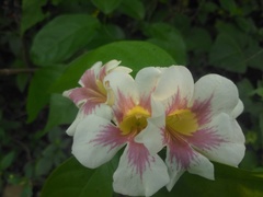 Bignonia potosina