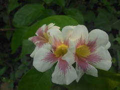 Bignonia potosina