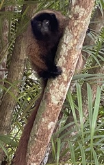 Callicebus personatus