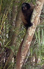 Callicebus personatus