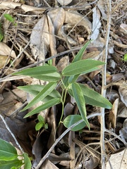 Smilax coriacea