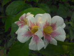 Bignonia potosina