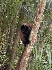 Callicebus personatus