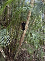 Callicebus personatus