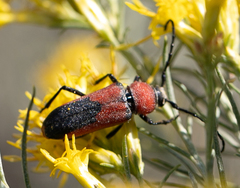 Crossidius coralinus
