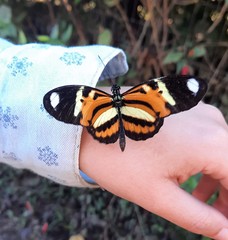 Heliconius ethilla narcaea