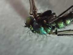 Condylostylus longicornis