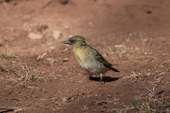 Ploceus velatus