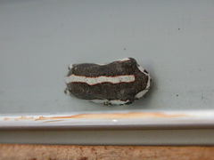 Hyperolius parallelus