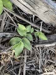 Ichnanthus pallens