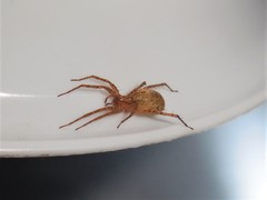Anyphaena fraterna