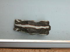 Hyperolius parallelus