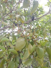 Phoradendron bathyoryctum