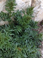 Reseda alba