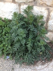 Reseda alba