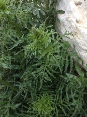 Reseda alba