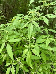 Vitex negundo heterophylla