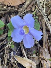 Thunbergia grandiflora image