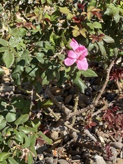 Pavonia lasiopetala