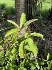 Miconia prasina