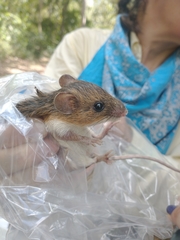 Heteromys gaumeri