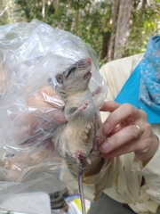 Ototylomys phyllotis