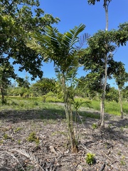 Ptychosperma macarthurii