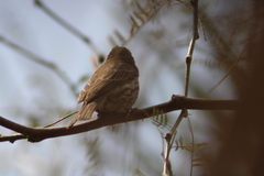 Haemorhous mexicanus